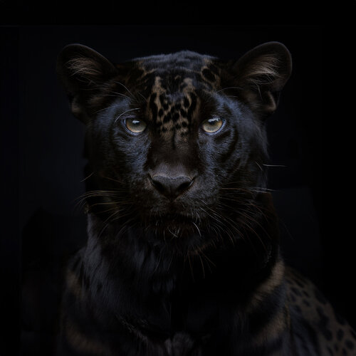 Black Jaguar by Corinna Holthusen, 사진 for Sale on Singulart
