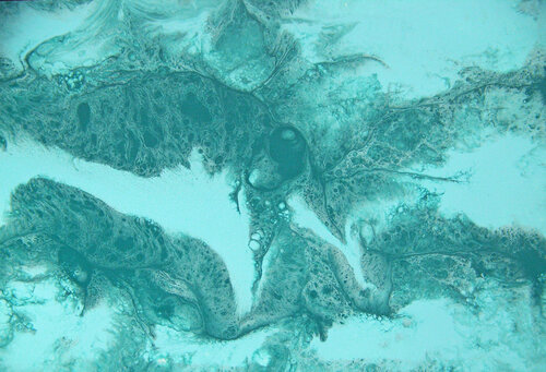 Migration (H) di Jo Moore, Pittura in vendita su Singulart