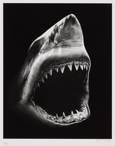Untitled (Shark 5) von Robert Longo, Druck kaufen auf Singulart