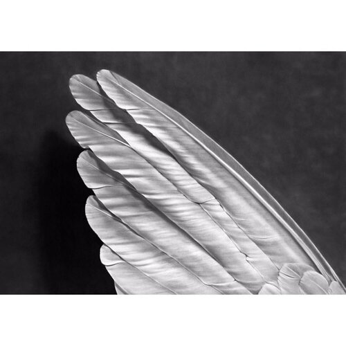 Angel's Wing (Small Version) von Robert Longo, Druck kaufen auf Singulart