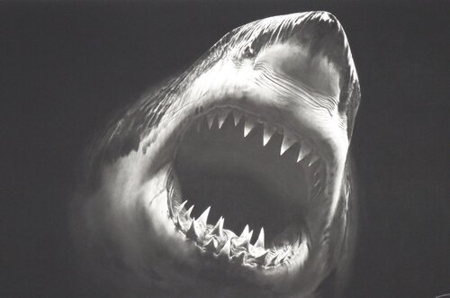 Bruce by Robert Longo, Print for Sale on Singulart