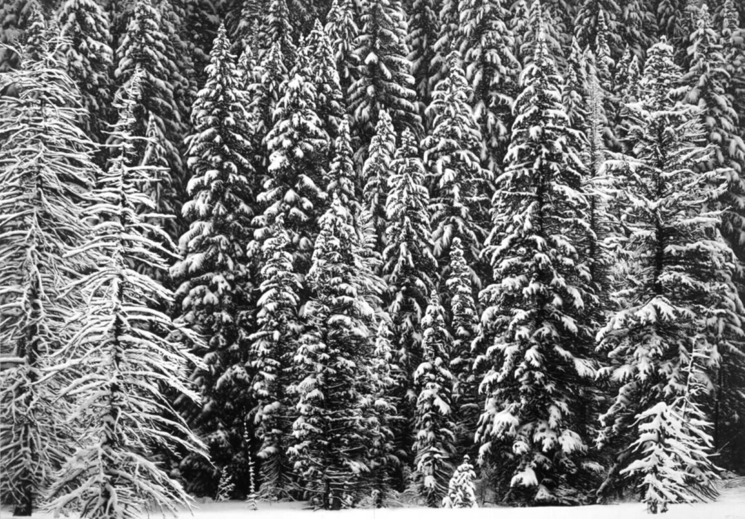 White Snow Trees of the Black Forest Robert Longo Print for sale