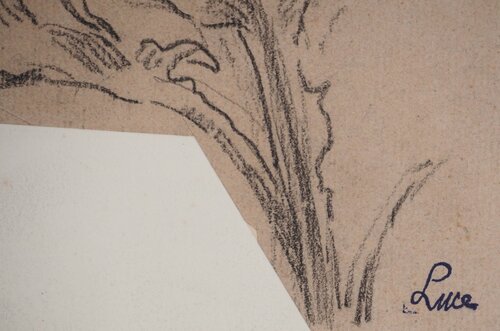 Dessin d'observation botanique di Maximilien Luce, Opera su carta in vendita su Singulart