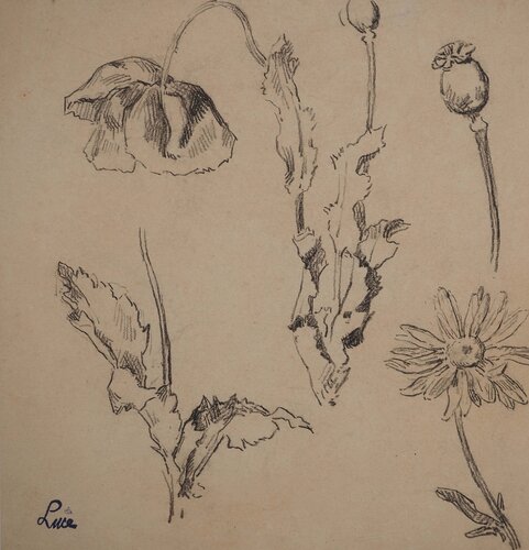 Etude de pavot by Maximilien Luce, Work on Paper for Sale on Singulart