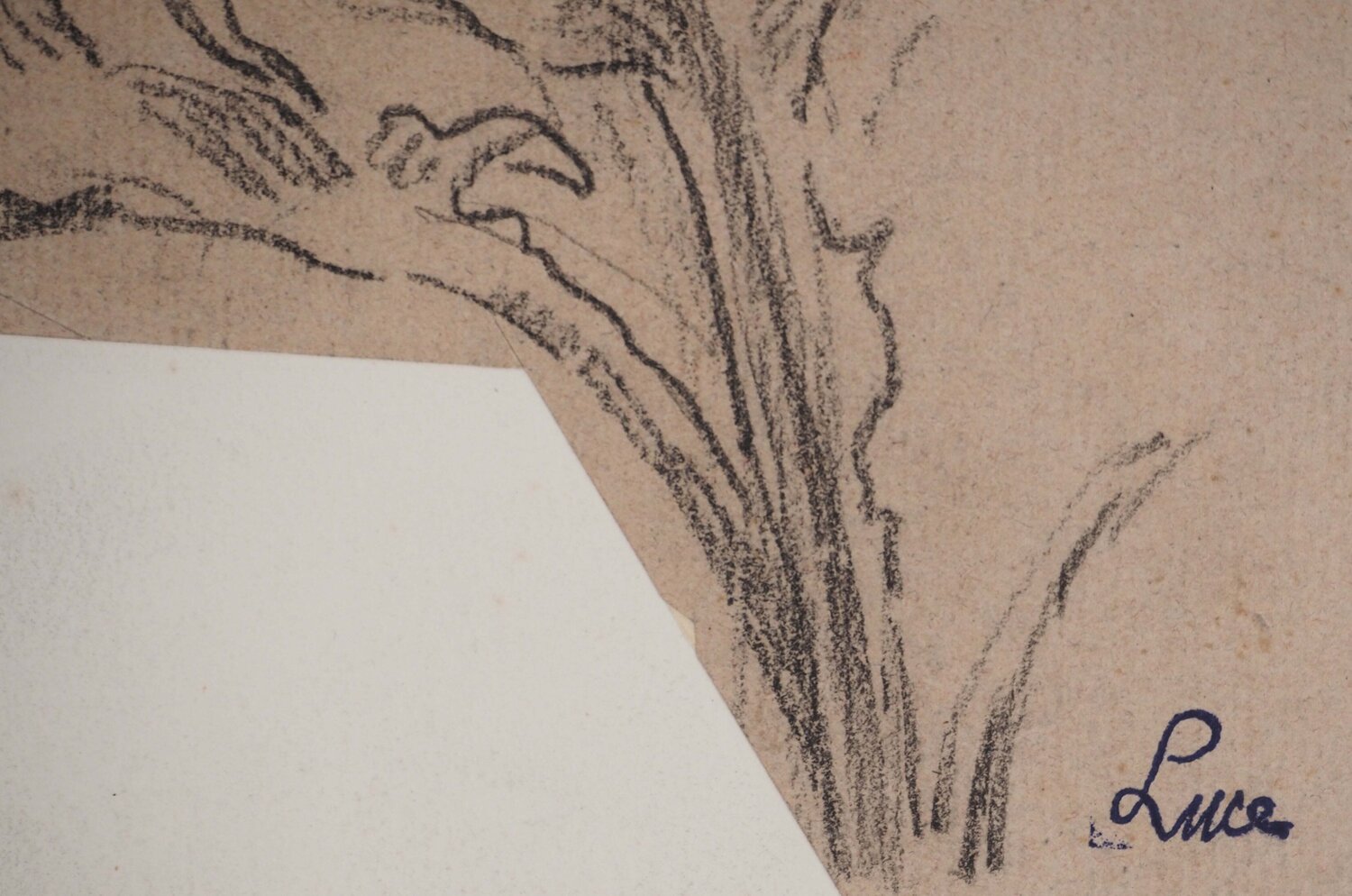 Dessin d'observation botanique Maximilien Luce