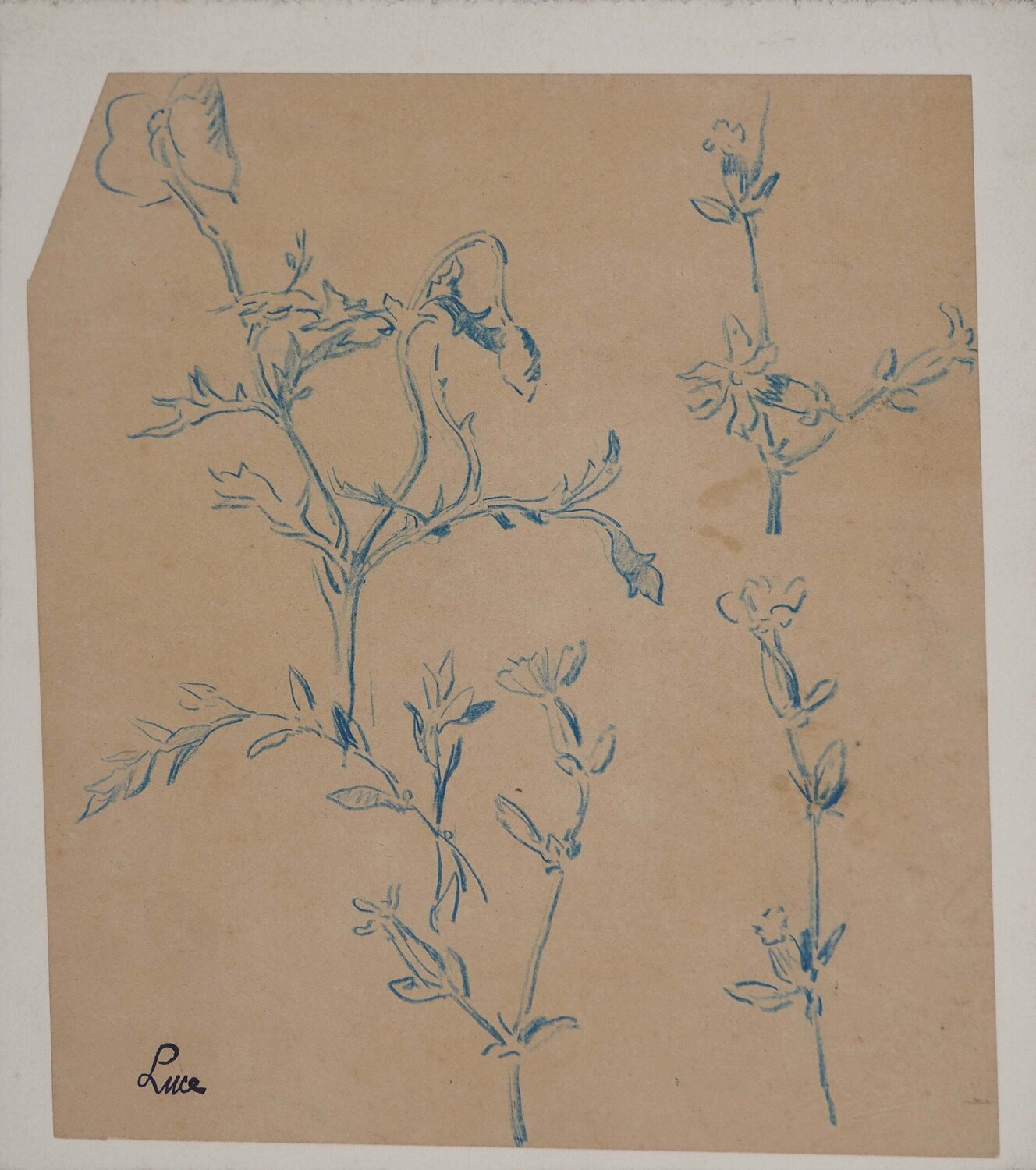Etude de fleurs des champs Maximilien Luce Drawing for sale