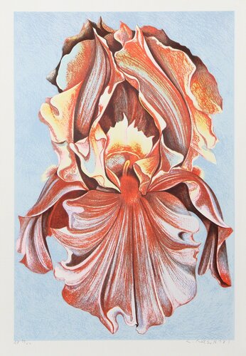 Pink Iris von Lowell Nesbitt, Druck kaufen auf Singulart