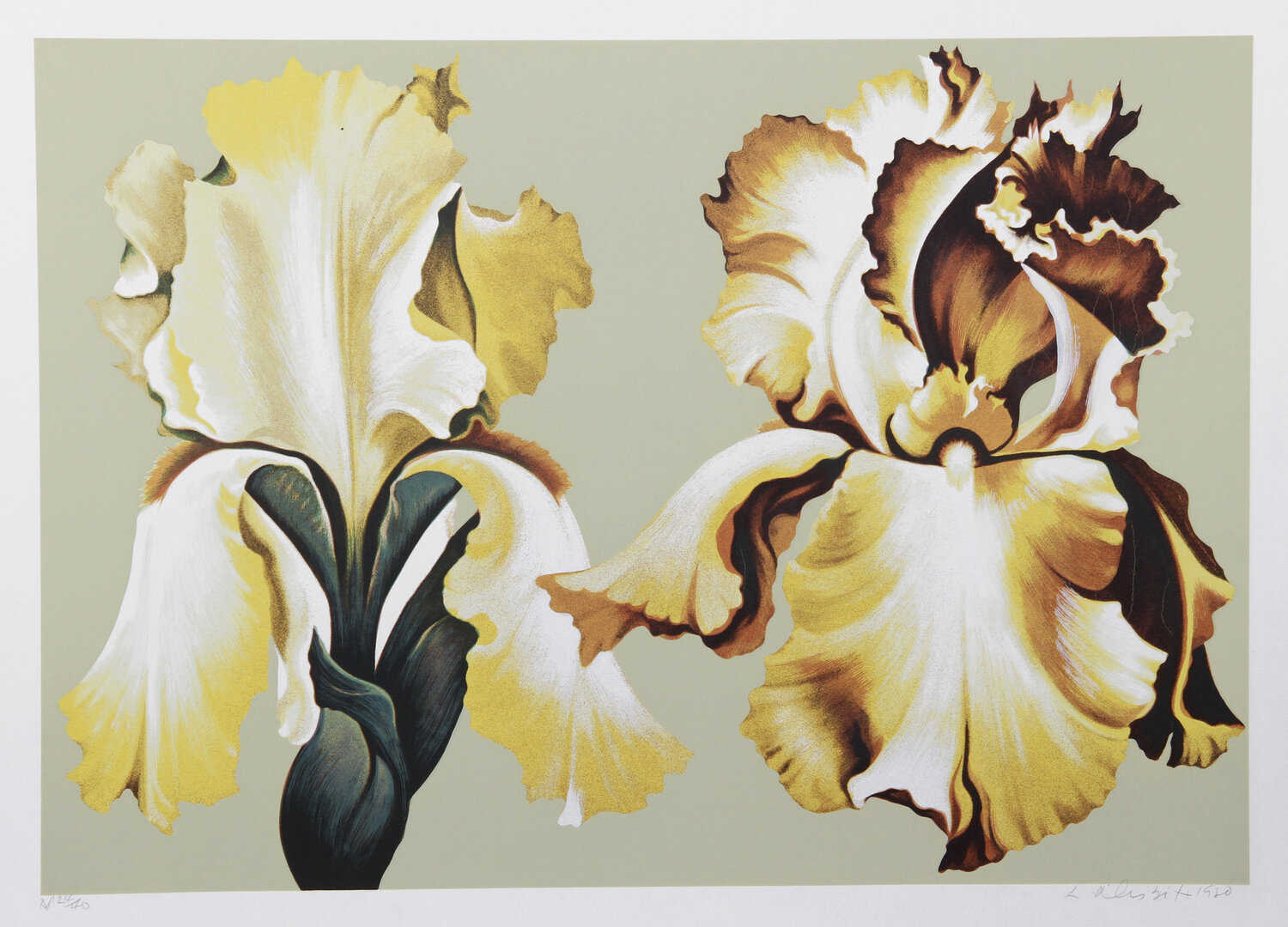 Two Yellow Irises on Sage I Lowell Nesbitt Stampa in vendita