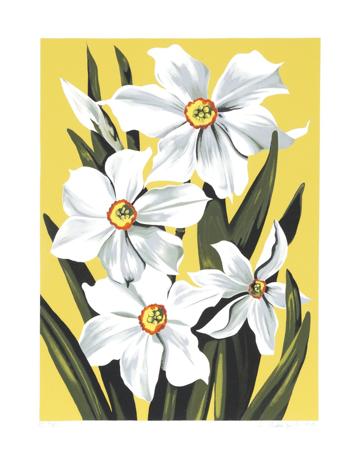 Daffodils  Lowell Nesbitt Afdruk te koop