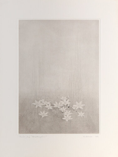 Ornithogalum di Gunnar Norrman, Stampa in vendita su Singulart