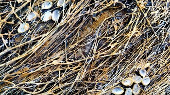 El nido dorado Elena Barón