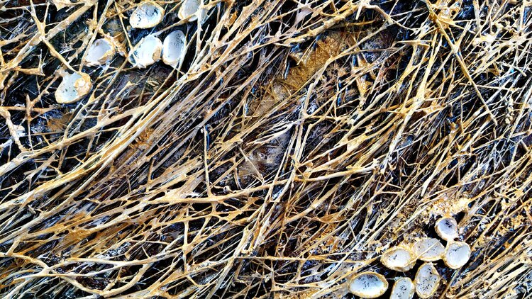 El nido dorado Elena Barón