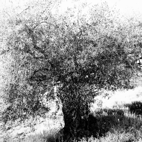 El olivo by Elena Barón, Photography for Sale on Singulart