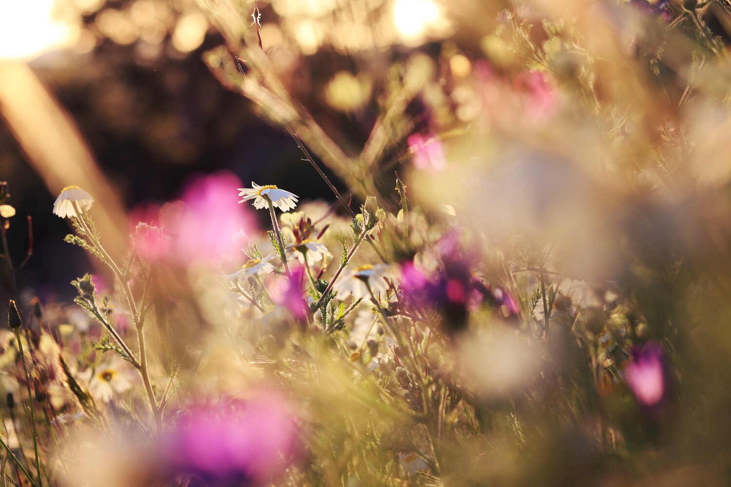 Brisa silvestre Elena Barón