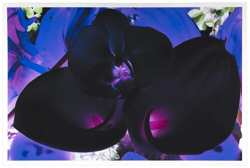 At The Far Edges of the Universe 06 van Marc Quinn, Afdruk te koop op Singulart
