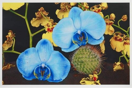 Under the Volcano van Marc Quinn, Afdruk te koop op Singulart