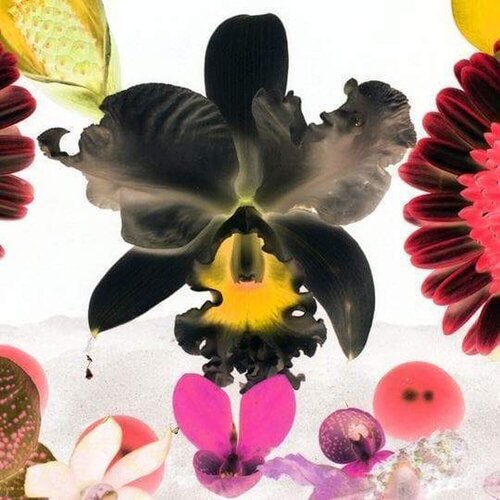 In The Night Garden: Hale-Bopp van Marc Quinn, Afdruk te koop op Singulart