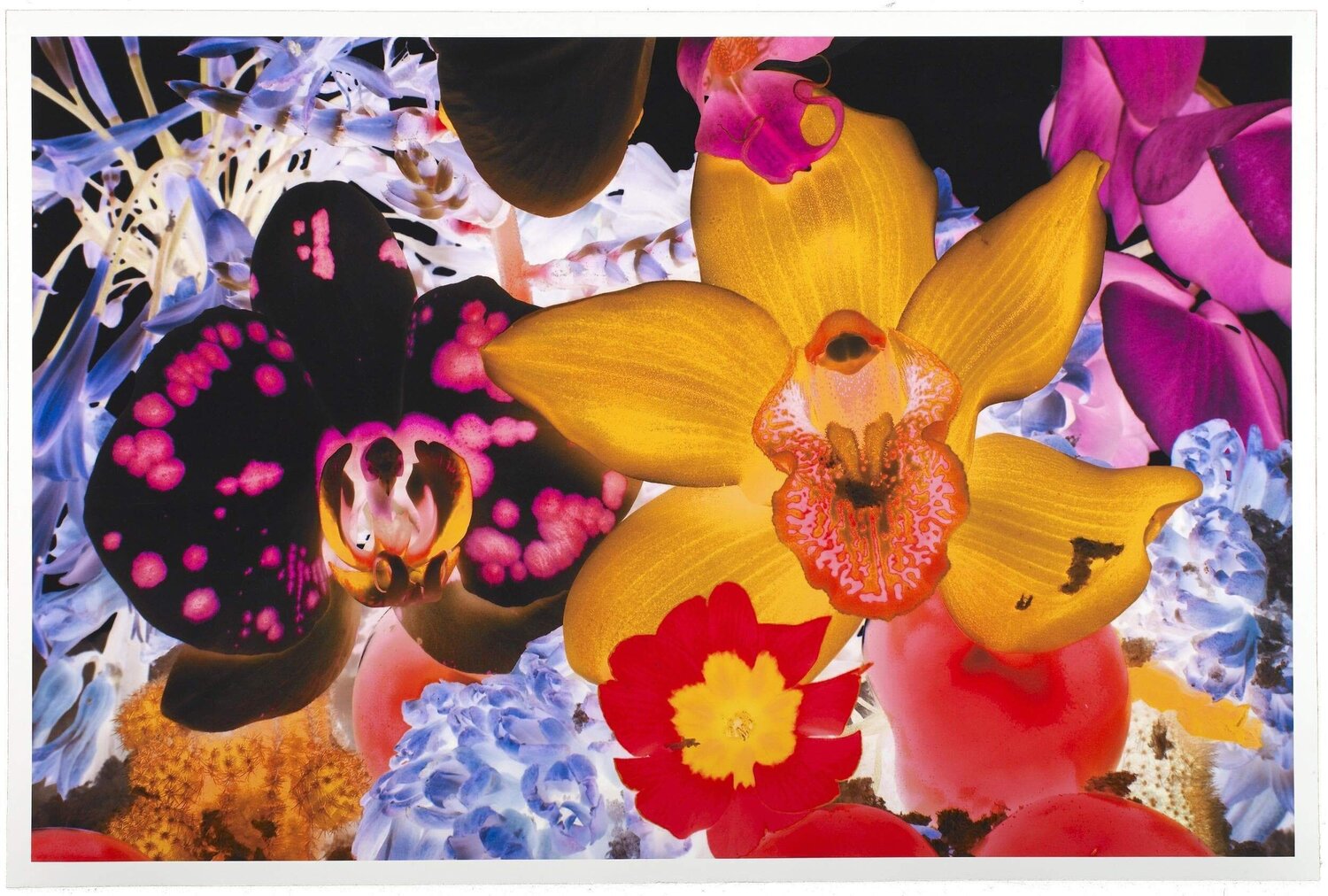 At The Far Edges of the Universe 05 Marc Quinn Druck zu verkaufen