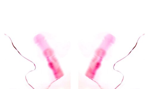 Long Term Survivor: Rabbit Pearl II by Chuck Ramirez, Photography for Sale on Singulart