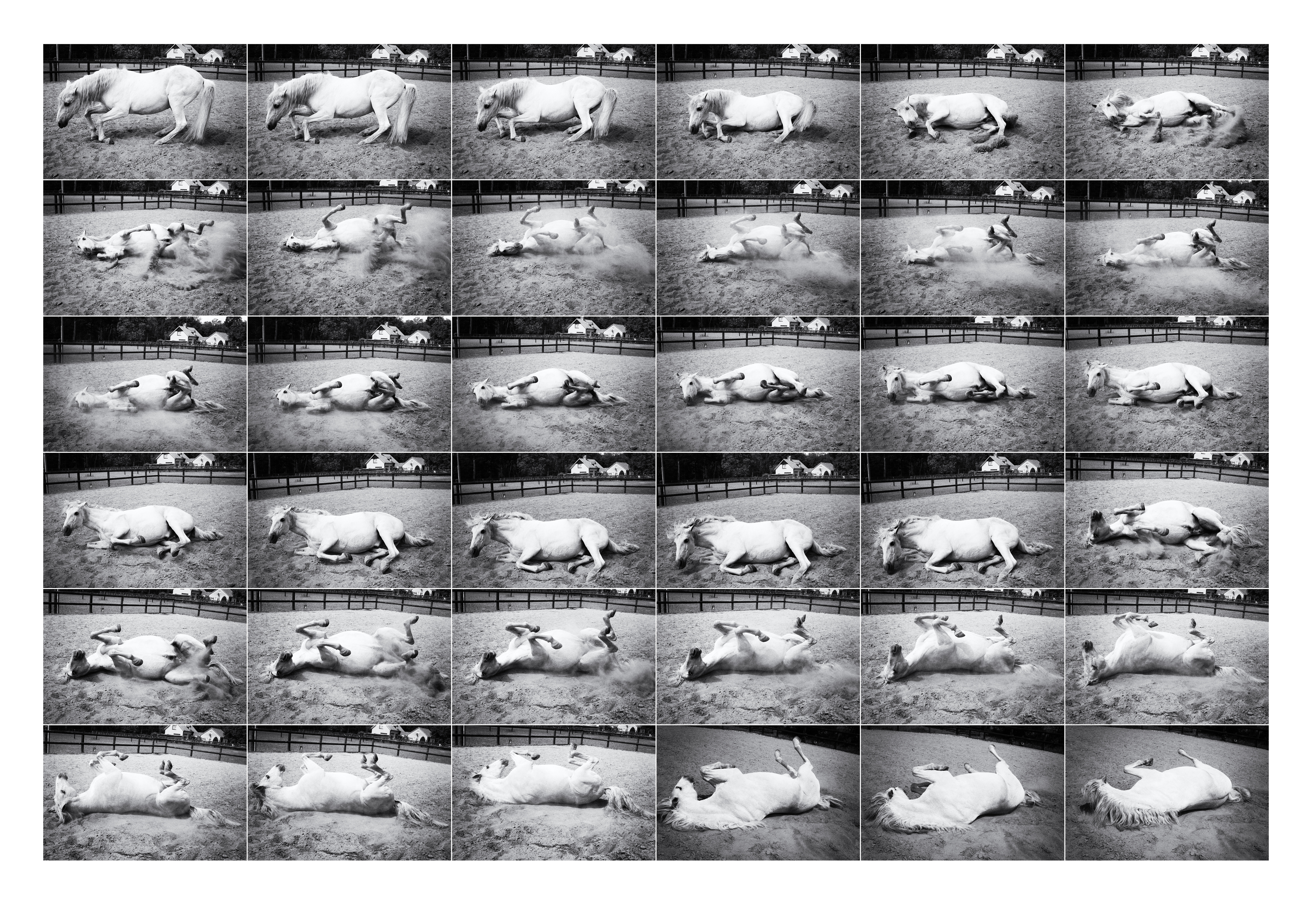 Oda al caballo en blanco y negro: Fotografía