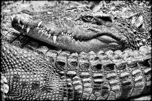 The Siamese Emperor Grégory Herpe