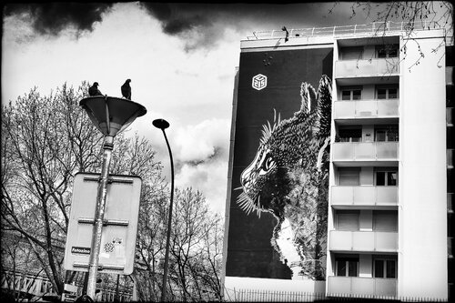 Did I saw a Pussy Cat? de Grégory Herpe, Fotografía a la venta en Singulart