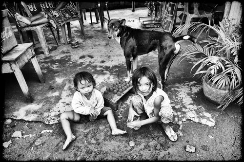 My dog's eyes Grégory Herpe