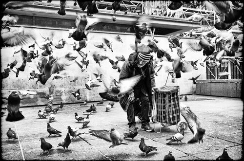 The one who talks to the Pigeons Grégory Herpe