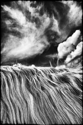 Hair in the wind von Grégory Herpe, Fotografie kaufen auf Singulart