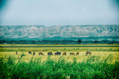This lonesome cowboy saw a bear one day II von Grégory Herpe, Fotografie kaufen auf Singulart
