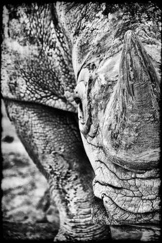 The Knight par Grégory Herpe, Photographie en vente sur Singulart