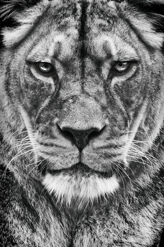 The Queen Mother von Grégory Herpe, Fotografie kaufen auf Singulart