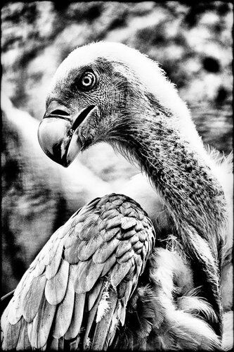 The Bishop by Grégory Herpe, Photography for Sale on Singulart