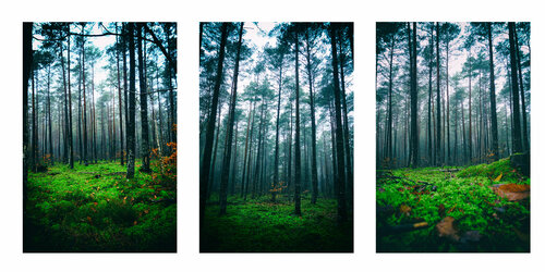 1, 2, 3...Into the Woods di Grégory Herpe, Fotografia in vendita su Singulart