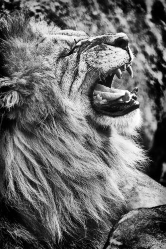 The Lazy King von Grégory Herpe, Fotografie kaufen auf Singulart