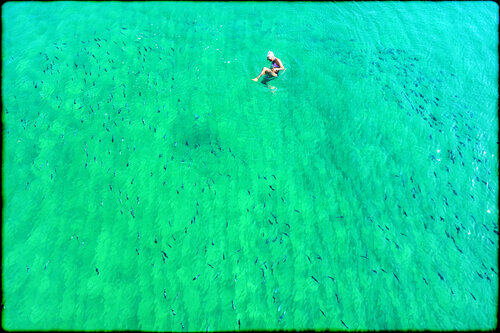 Swimming with sharks III Grégory Herpe
