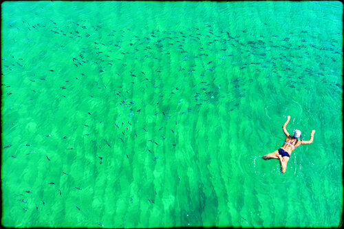 Swimming with sharks Grégory Herpe