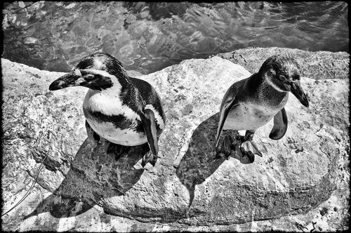 The good Fellows Grégory Herpe