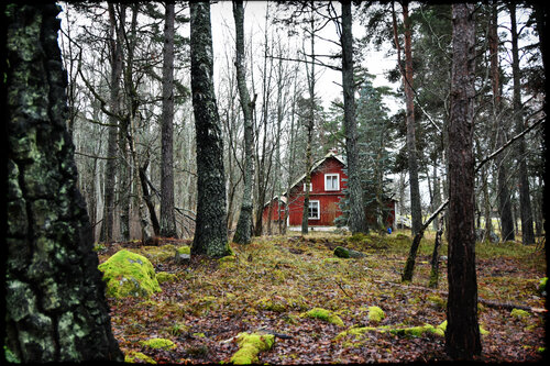 Deep in the forest Grégory Herpe