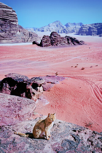 The sand cat that meows under the moon par Grégory Herpe, Photographie en vente sur Singulart