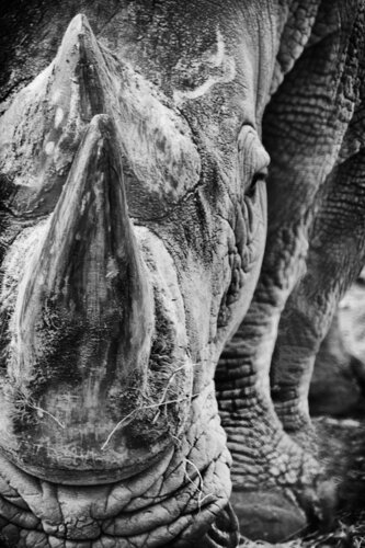 The General Tank di Grégory Herpe, Fotografia in vendita su Singulart