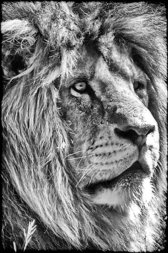 Mr. King's brother von Grégory Herpe, Fotografie kaufen auf Singulart