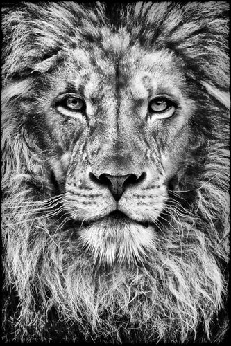 The Crown Prince von Grégory Herpe, Fotografie kaufen auf Singulart