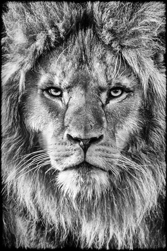 The Last King von Grégory Herpe, Fotografie kaufen auf Singulart