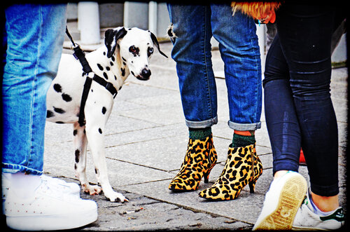 The dalmatian & the panther Grégory Herpe
