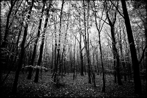 Dark Lights Grégory Herpe