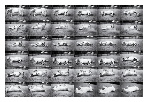 Andalusian horse rolling on the ground Grégory Herpe