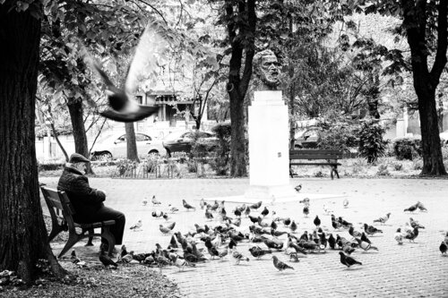 Brancusi, the pigeons & the lonely old man Grégory Herpe