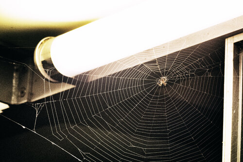 Come into my spider's web Grégory Herpe