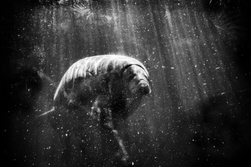 The Admiral Grégory Herpe